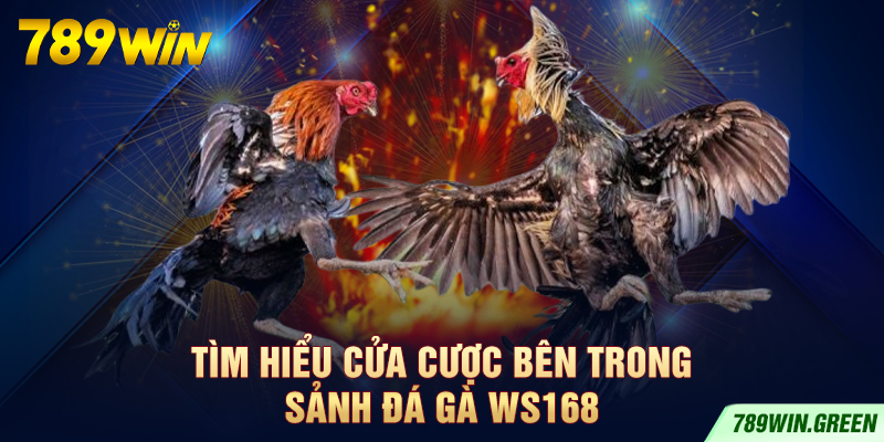 Tìm hiểu cửa cược bên trong sảnh đá gà WS168 Tìm hiểu cửa cược bên trong sảnh đá gà WS168